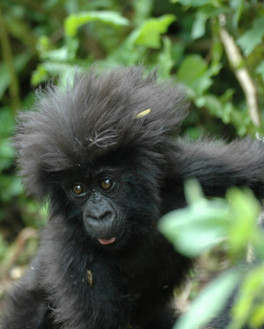 Rwanda-Safaris